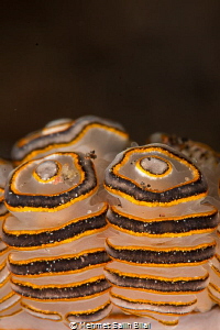 Donut (Bali style). by Mehmet Salih Bilal 